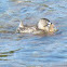 Pied-billed Grebe