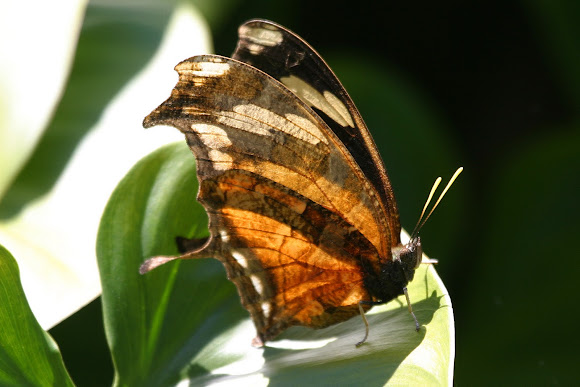 Spotting Image 1