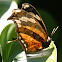 Tiger Leafwing