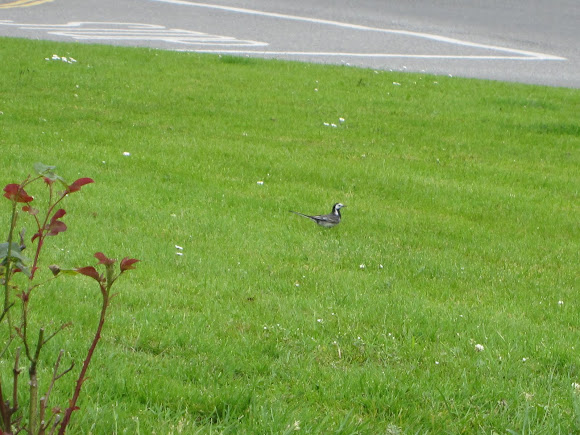 Spotting Image 1