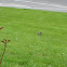 White wagtail 