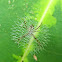paired-legs orb web spider