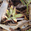 Rock Samphire / Motar