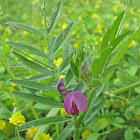 Narrow Leaf Vetch