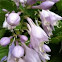 Hosta