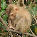 Northern pig-tailed macaque