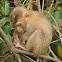 Northern pig-tailed macaque