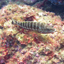 Zaagbaars, Serranus Cabrilla