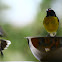 Bananaquit