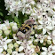 Bee Beetle