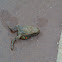Southern Leopard Frog (deceased)