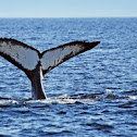 Humpback Whale