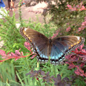 Red Spotted Purple Butterfly
