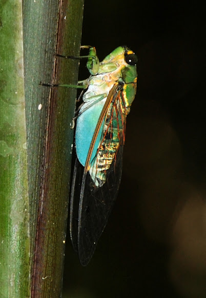 Spotting Image 1