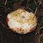 Unknown Mushroom