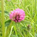 Clover