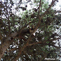 Eurasian red squirrel