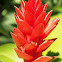 Ginger plant