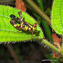 Pretty Grasshopper