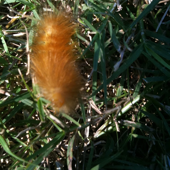Spotting Image 1