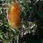 Caterapillar