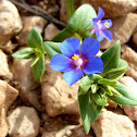 Anagallis foemina