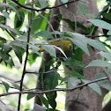 Oriental White-eye