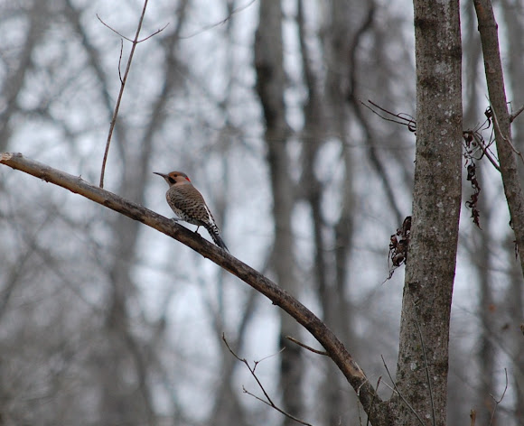 Spotting Image 1