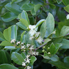 Strawberry guava blossoms