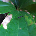 Micropezid fly