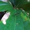 Micropezid fly