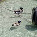 Mallard