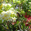 Western Honey Bee