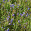 Purple Bladderwort