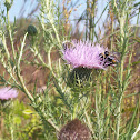 Thistle with Bumblebee