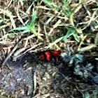 Velvet  Ant