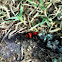 Velvet  Ant