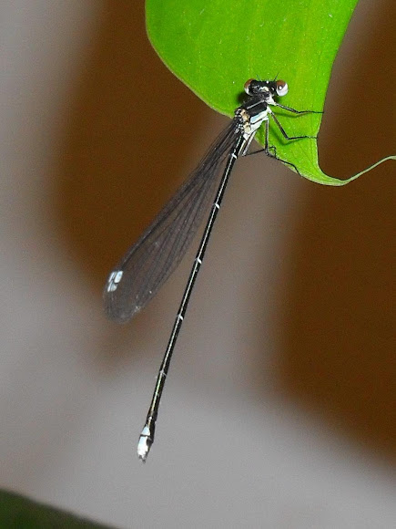 Spotting Image 1