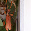 Spiny leaf insect male