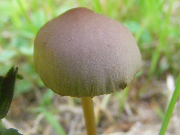 Spotting Image 1