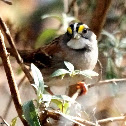 White-throated sparrow
