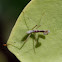 Mantis Nymph?