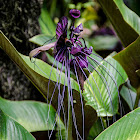 Black bat flower