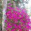 petunias