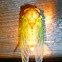 Cicada