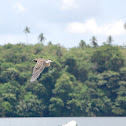 Night Heron