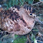 Eurasian woodcock