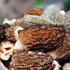 Morel Pasta