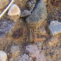 Wolf Spider