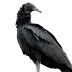 Black Vulture